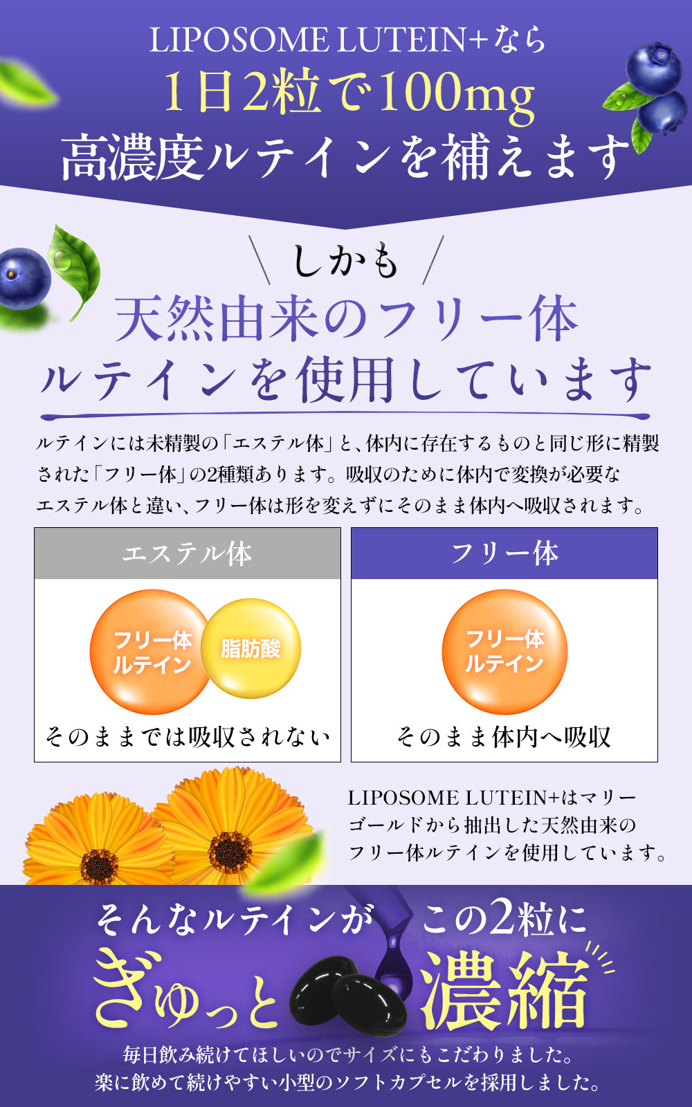 リポソーム ルテイン サプリ 2粒に100mg 高濃度 高吸収 持続型 ゼアキサンチン ブルーベリー 栄養機能食品 60カプセル WELLMOTTO